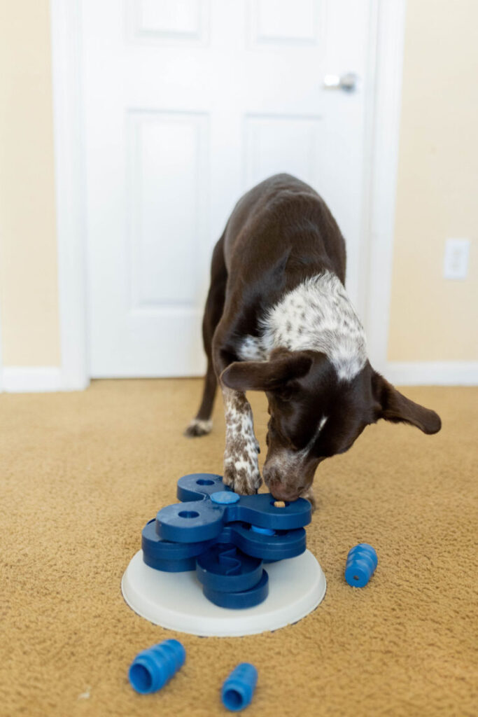 dog enrichment activities trixie flower tower dog toy sparkles and sunshine blog