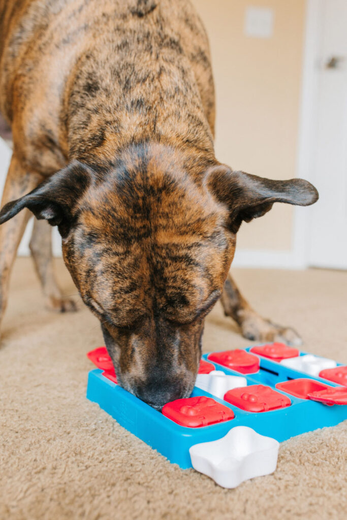 outward hound brick dog enrichment puzzle sparkles and sunshine blog