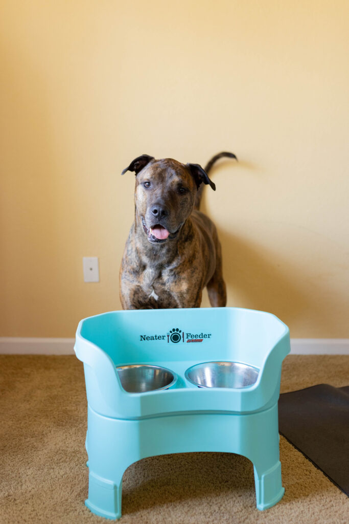 Raised Slow Feeder Dog Bowls: Neater Pets Neater Feeder Deluxe Review Sparkles and Sunshine Blog