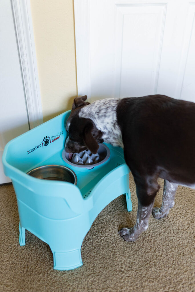 raised slow feeder dog bowls neater pets sparkles and sunshine blog