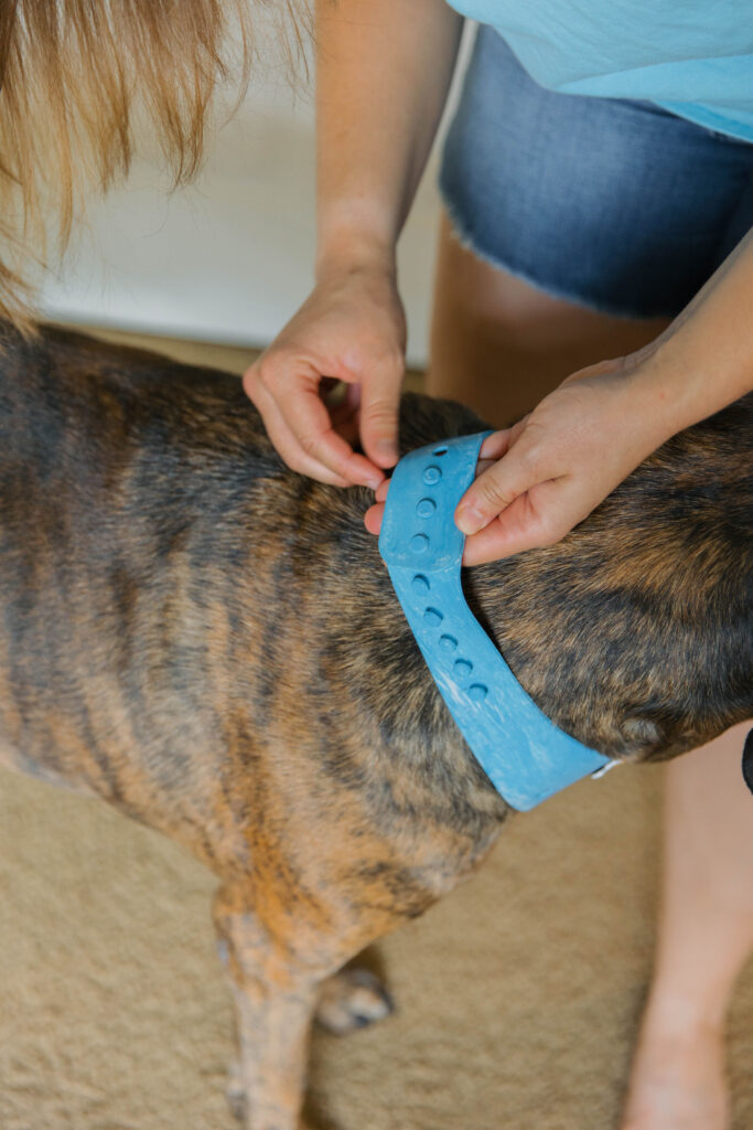 Blue custom dog bandana on mastiff mix sparkles and sunshine blog