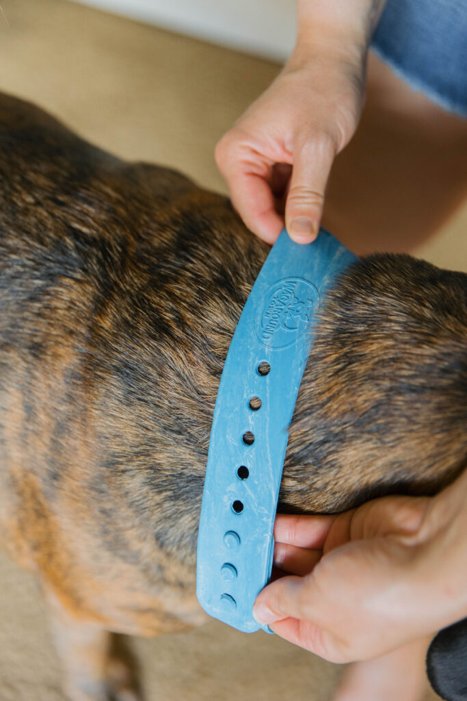 Blue custom dog bandana on mastiff mix sparkles and sunshine blog