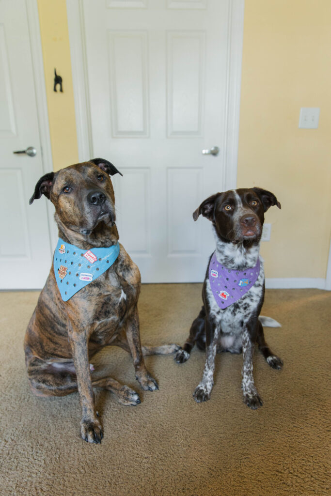 Blue dog bandana and purple dog bandana from wag around town sparkles and sunshine blog