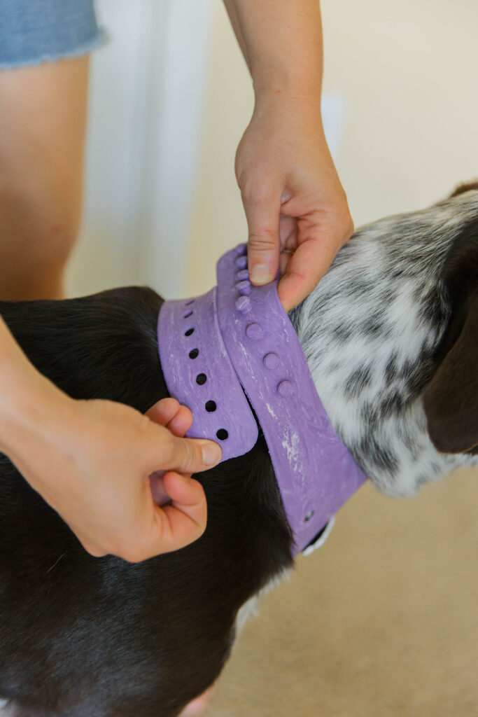 Purple personalized dog bandana on pointer aussie mix sparkles and sunshine blog