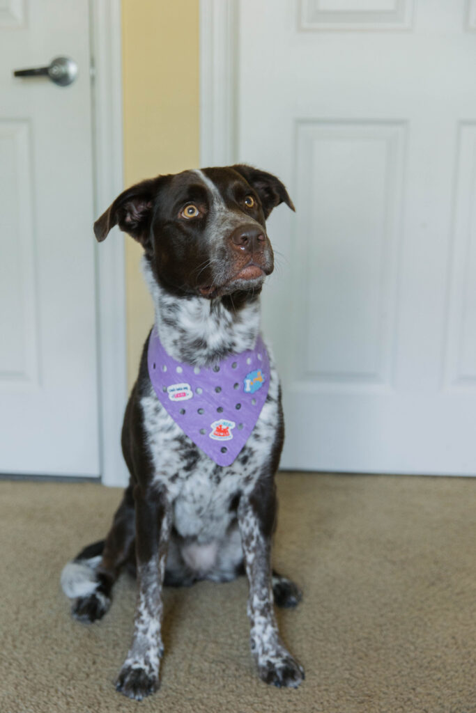 Purple personalized dog bandana on pointer aussie mix sparkles and sunshine blog