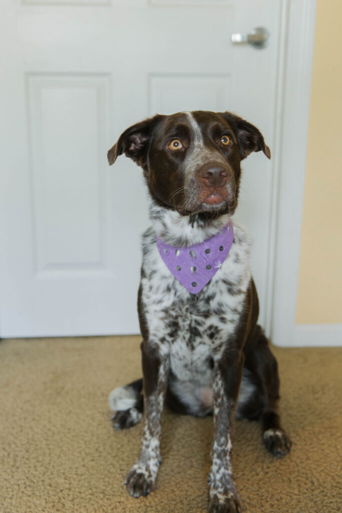 Purple personalized dog bandana on pointer aussie mix sparkles and sunshine blog