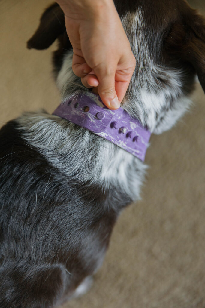 Purple personalized dog bandana on pointer aussie mix sparkles and sunshine blog