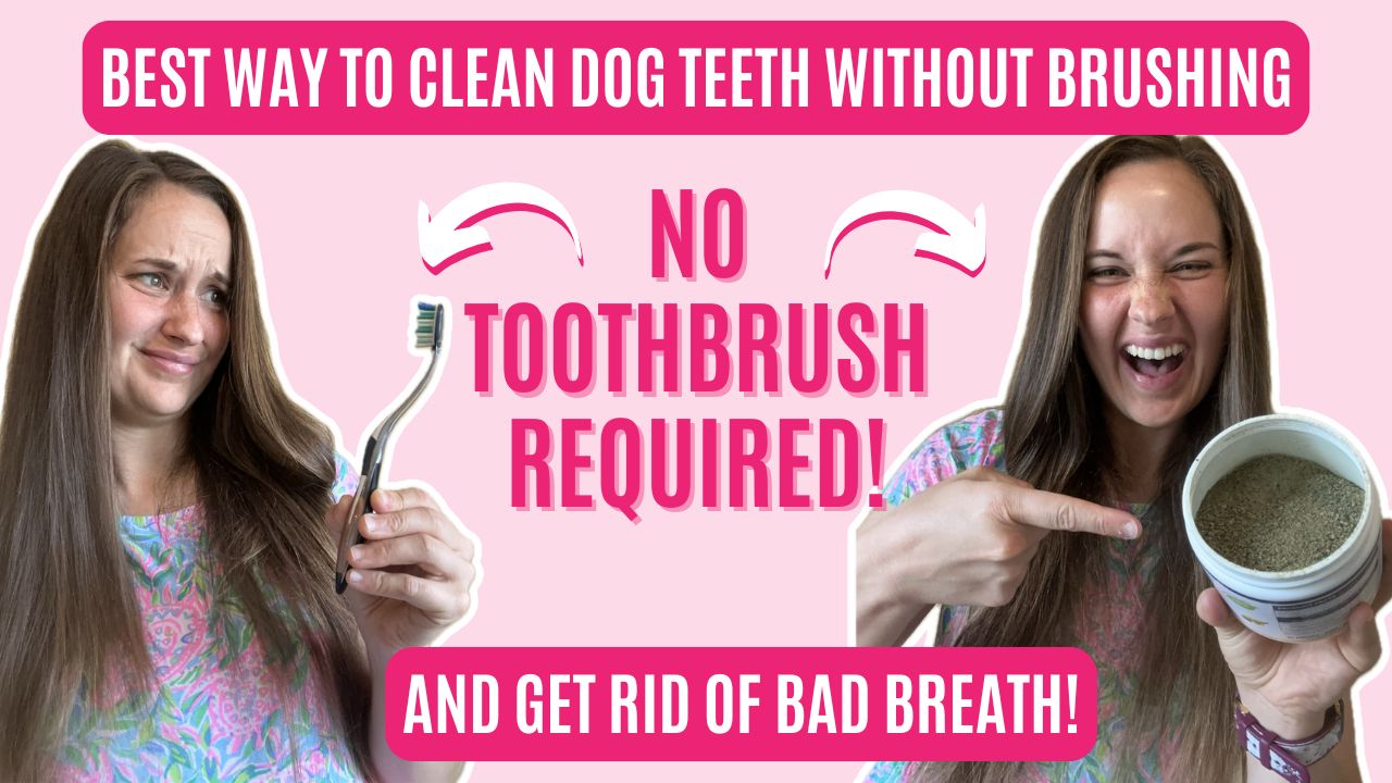 how to clean dogs teeth without brushing 3 sparkles and sunshine blog