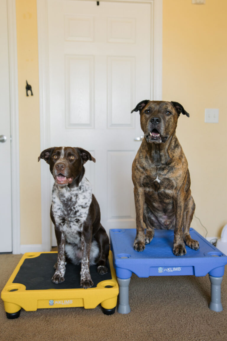 5 Blue-9 KLIMB K9 Fitness Exercises Sparkles and Sunshine Blog