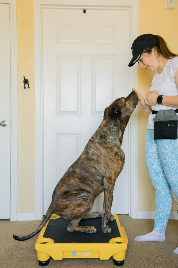 Fit dog doing tuck sit k9 fitness exercise on blue 9 pet products klimb sparkles and sunshine blog