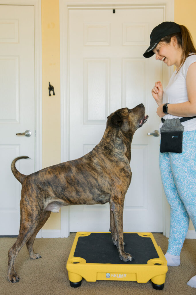 Fit dog doing tuck sit k9 fitness exercise on blue 9 pet products klimb sparkles and sunshine blog