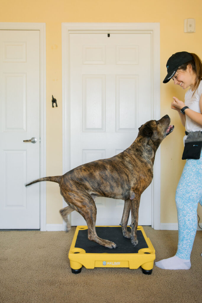 Fit dog doing tuck sit k9 fitness exercise on blue 9 pet products klimb sparkles and sunshine blog