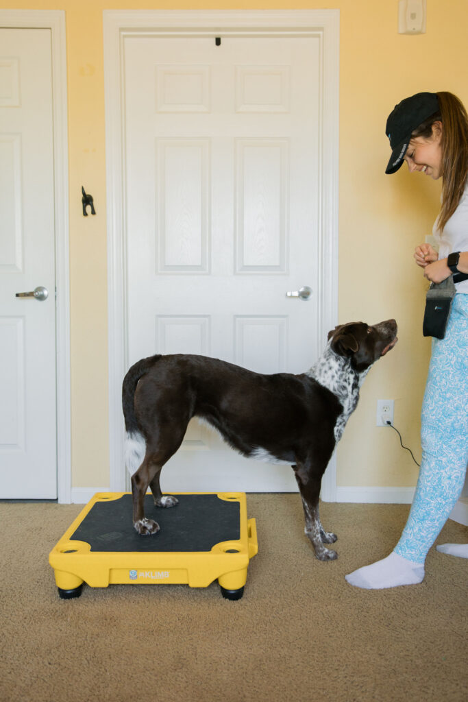 Rear paw targeting canine fitness exercise on blue9 klimb dog training platform sparkles and sunshine blog