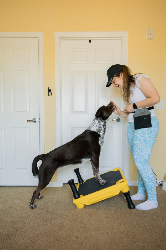 Front paw targeting canine conditioning exercise on klimb dog training platform sparkles and sunshine blog