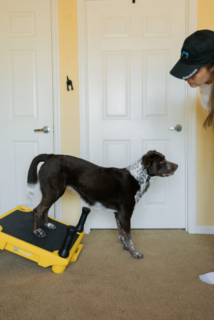 Rear paw targeting canine fitness exercise on blue9 klimb dog training platform sparkles and sunshine blog