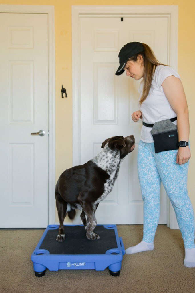 Spin and flip dog trick k9 fitness exercise on blue 9 pet products dog klimb sparkles and sunshine blog