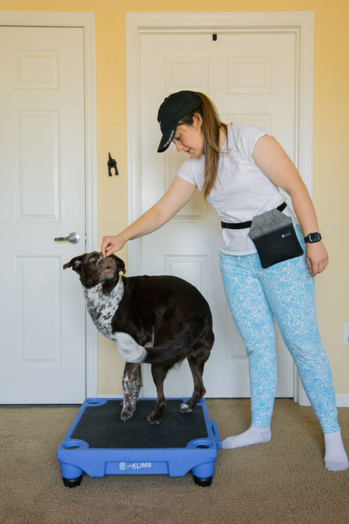 Spin and flip dog trick k9 fitness exercise on blue 9 pet products dog klimb sparkles and sunshine blog