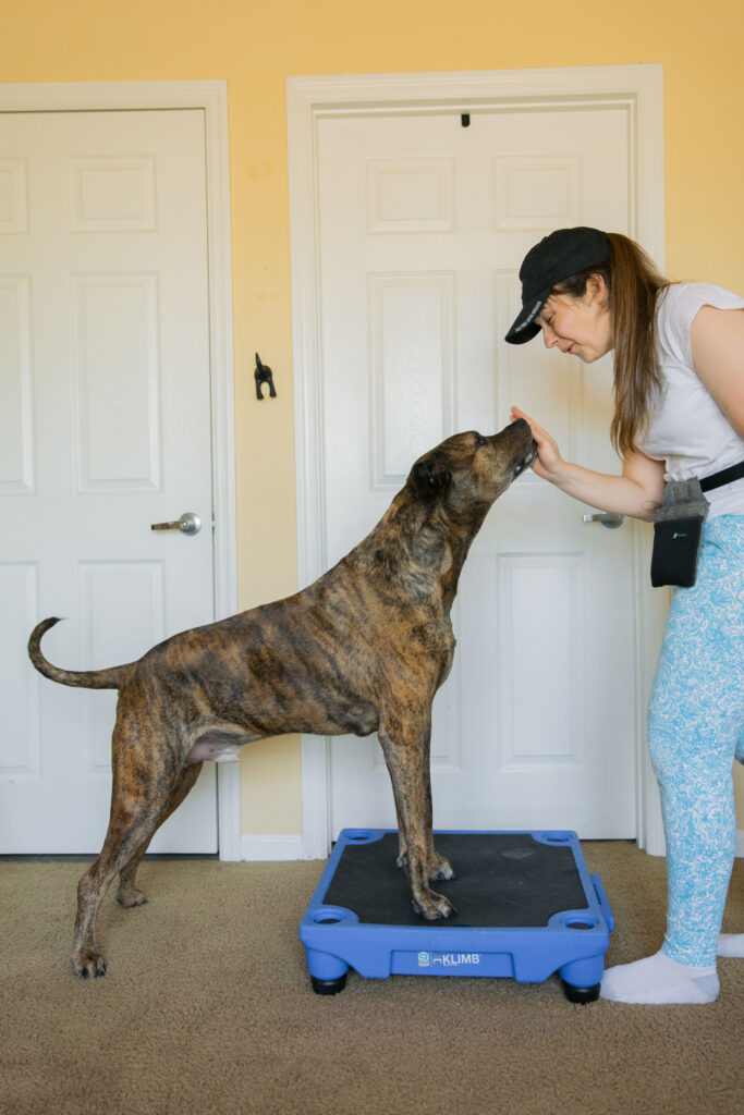 Front paw targeting canine conditioning exercise on klimb dog training platform sparkles and sunshine blog