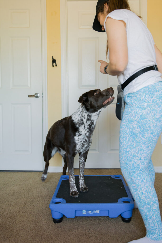 Pivoting dog trick canine fitness exercise on blue 9 pet products klimb sparkles and sunshine blog