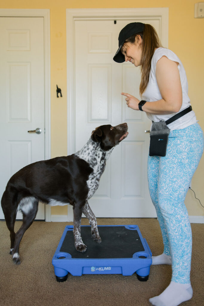 Pivoting dog trick canine fitness exercise on blue 9 pet products klimb sparkles and sunshine blog