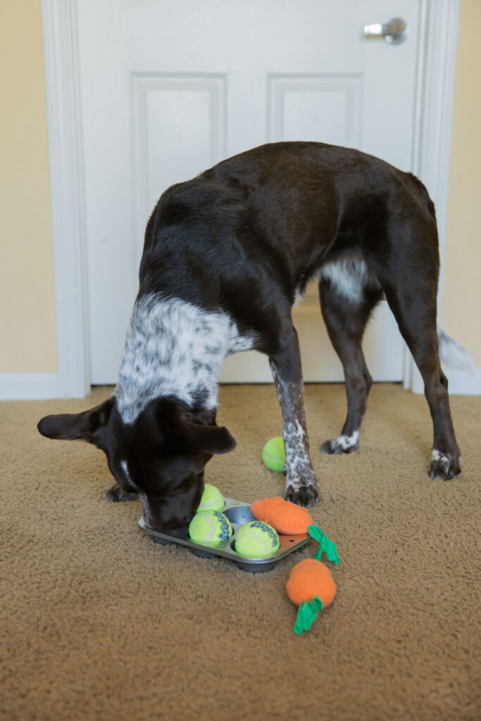 Woofsie scenting game for dogs muffin tin dog game Sparkles and Sunshine Blog