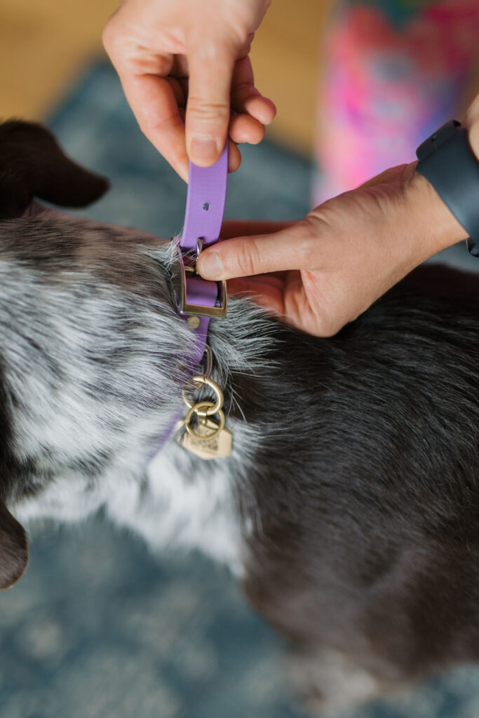 Biothane dog and cat collar from Tailr Sparkles and Sunshine Blog