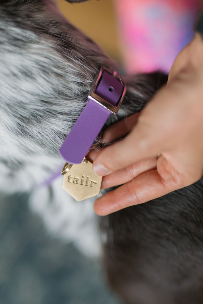 Tailr pet id tag for dogs and cats Sparkles and Sunshine Blog