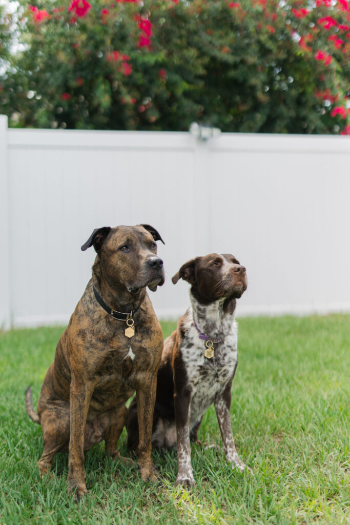 Tailr QR Code Dog and Cat Tags Review Sparkles and Sunshine Blog
