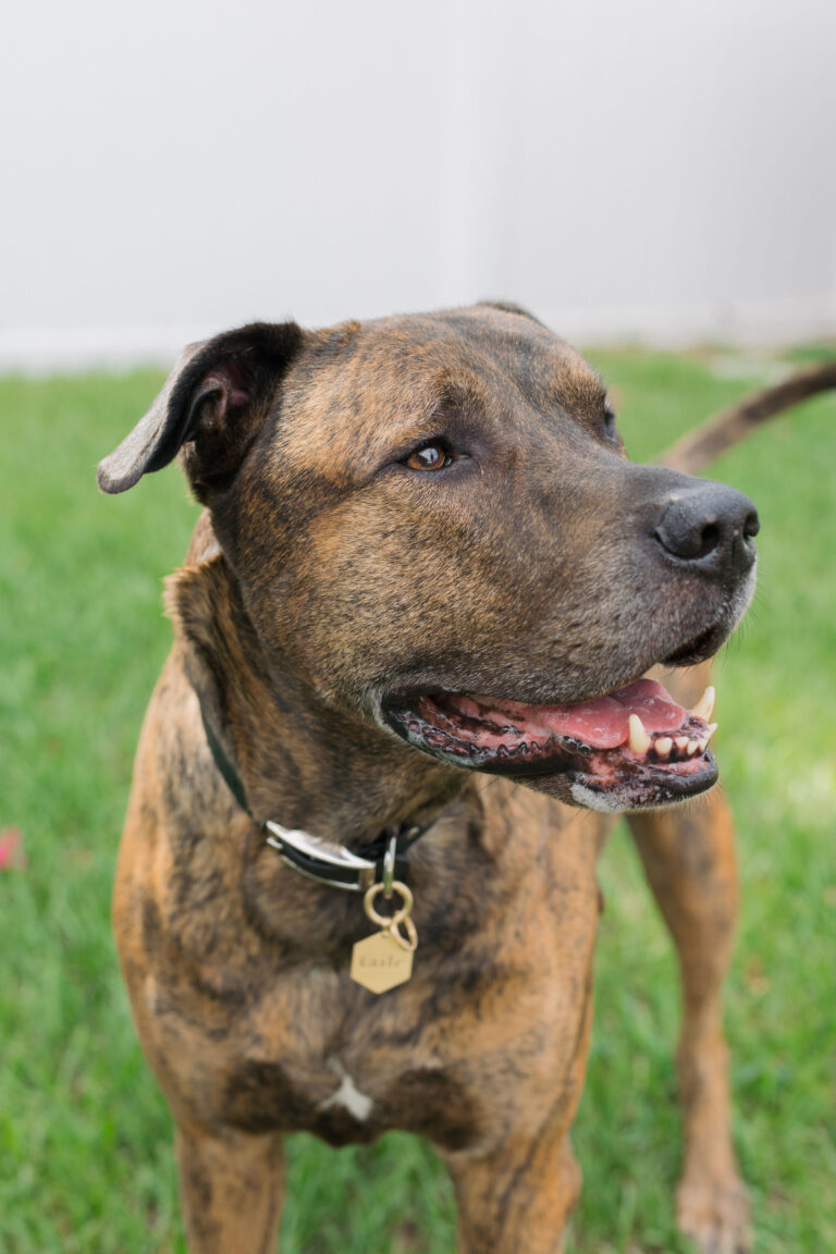 Tailr QR Code Dog and Cat Tags Review Sparkles and Sunshine Blog