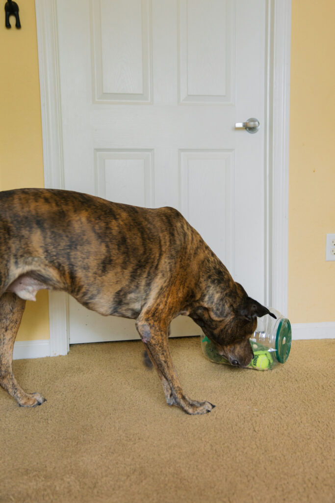 Homemade dog puzzle with pretzel container sparkles and sunshine blog