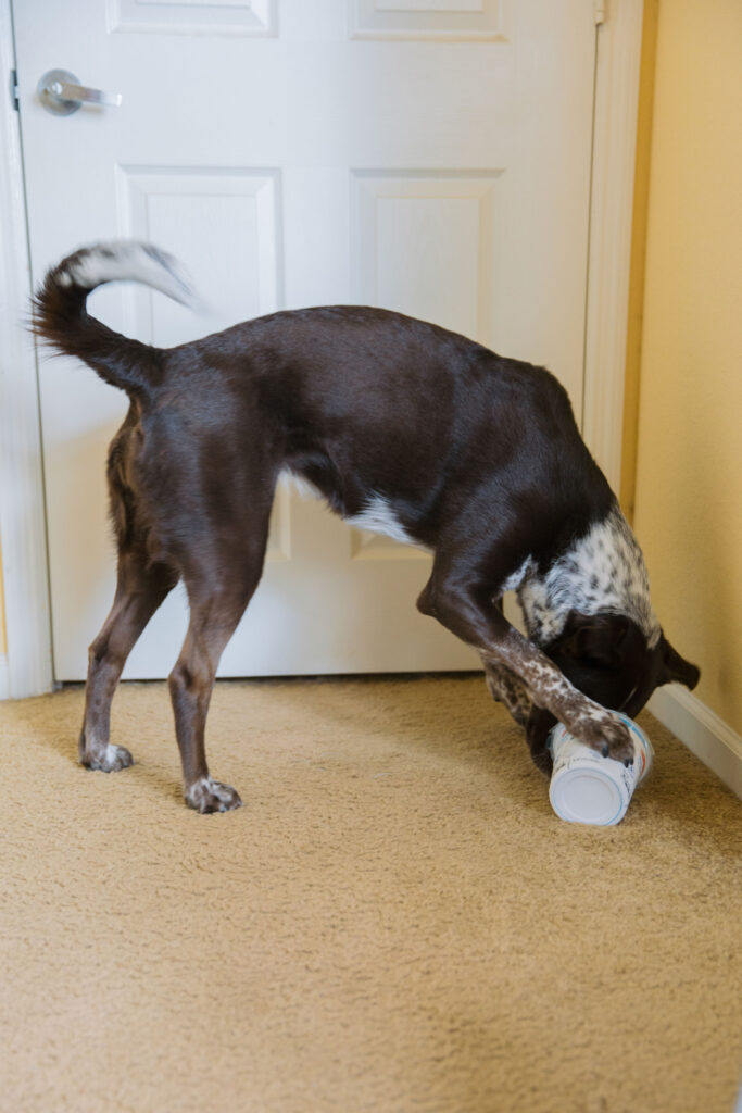 Boredom buster for dogs with yogurt container sparkles and sunshine blog
