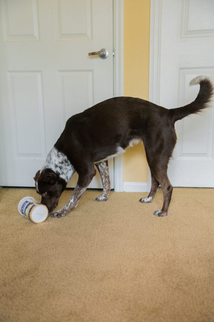 Diy puzzle toys for dogs with grits container sparkles and sunshine blog
