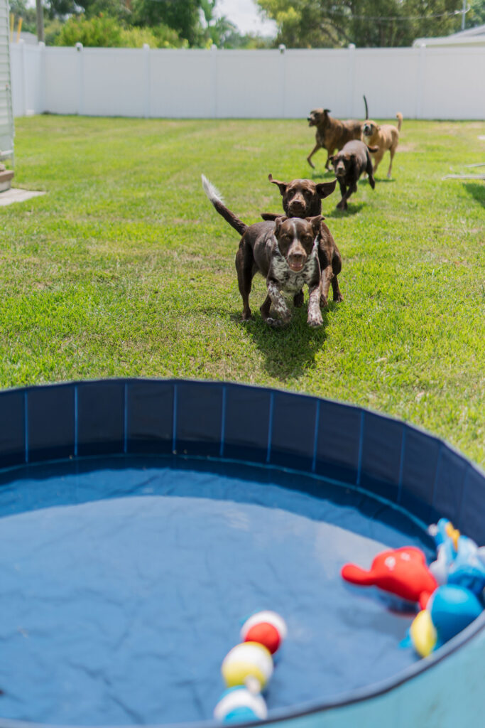 Summer dog enrichment idea pool party for dogs sparkles and sunshine blog