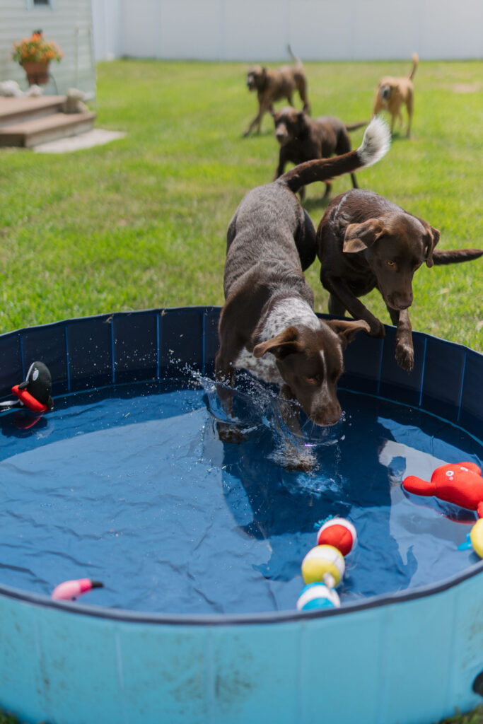 Dog pool with pool toys for dogs sparkles and sunshine blog