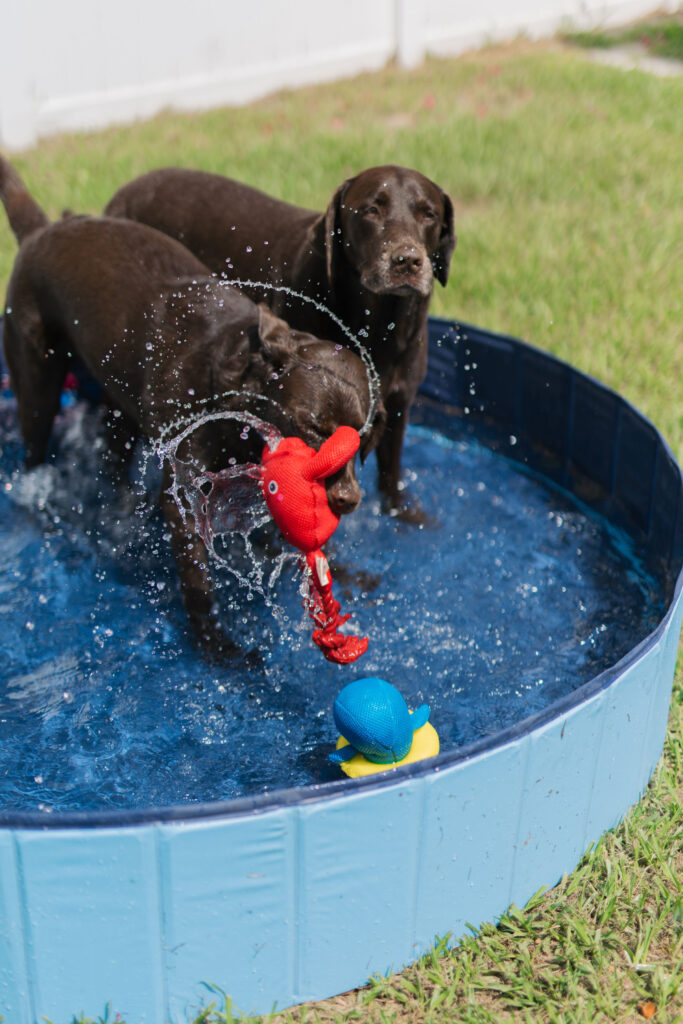 Summer enrichment activities for dogs using swimming pool for dogs sparkles and sunshine blog