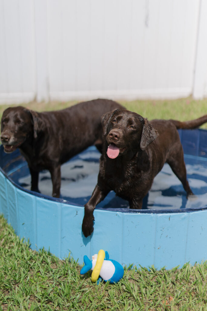 4 summer enrichment activities for dogs sparkles and sunshine blog