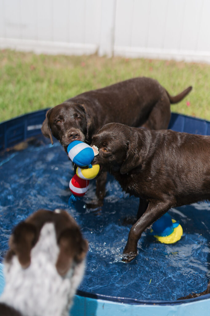 Dog pool with pool toys for dogs sparkles and sunshine blog