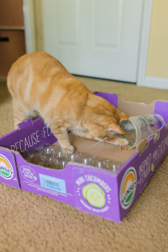 3 DIY Cat Puzzle Feeders Sparkles and Sunshine Blog