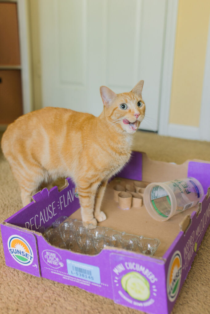 3 DIY Cat Puzzle Feeders Sparkles and Sunshine Blog