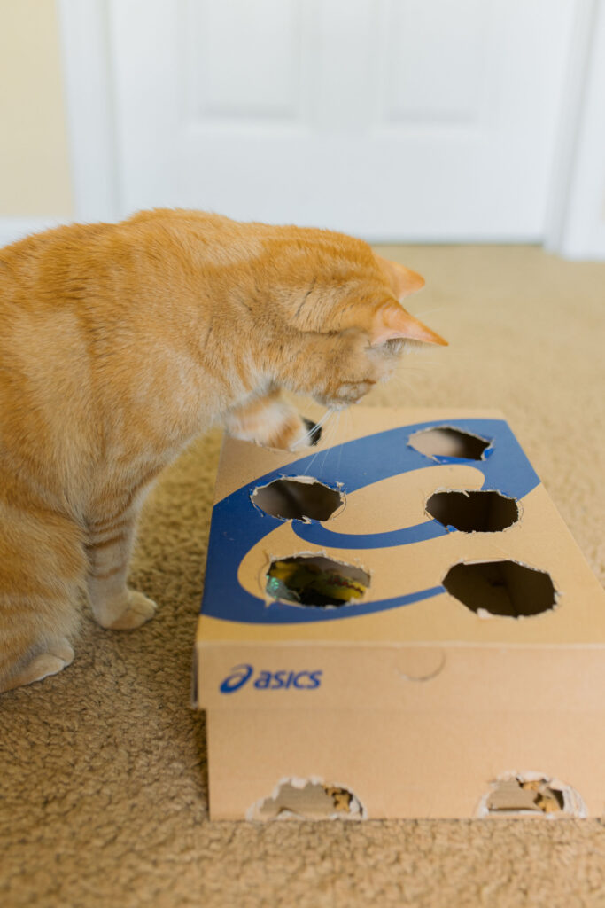Diy cat enrichment toys sparkles and sunshine blog