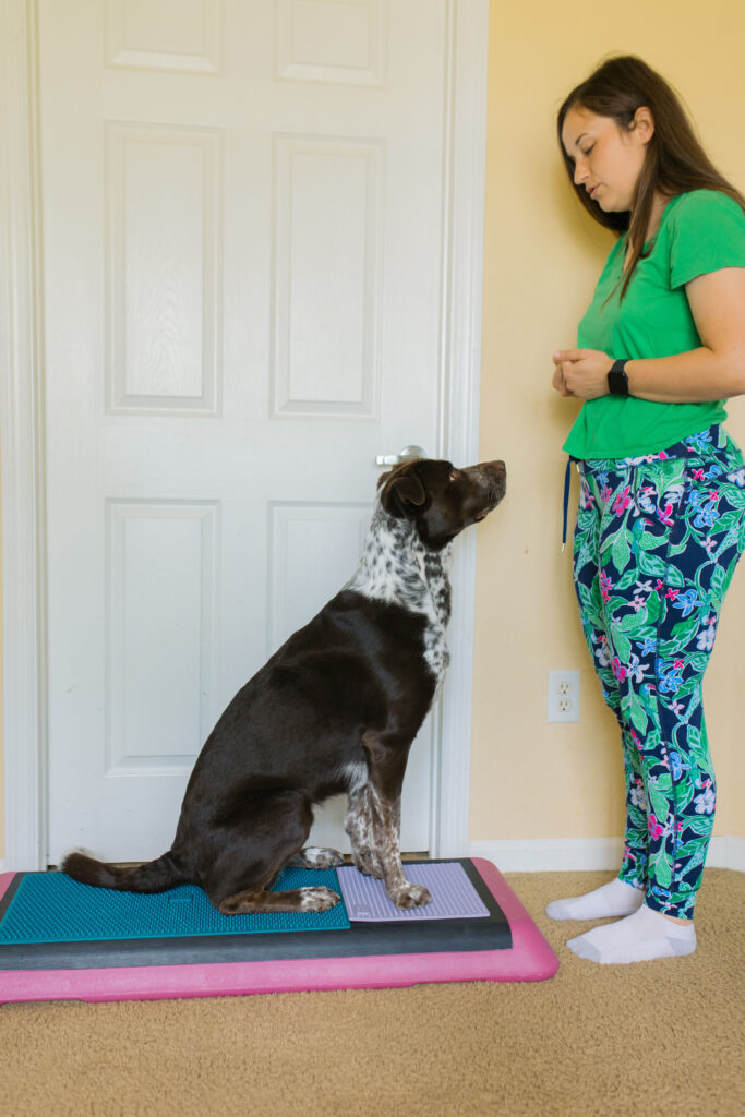 Dog fitness exercise tuck sit on aerobic bench step platform and Fitpaws K9 Fitmat and Fitpaws TRAX Targets Sparkles and Sunshine Blog
