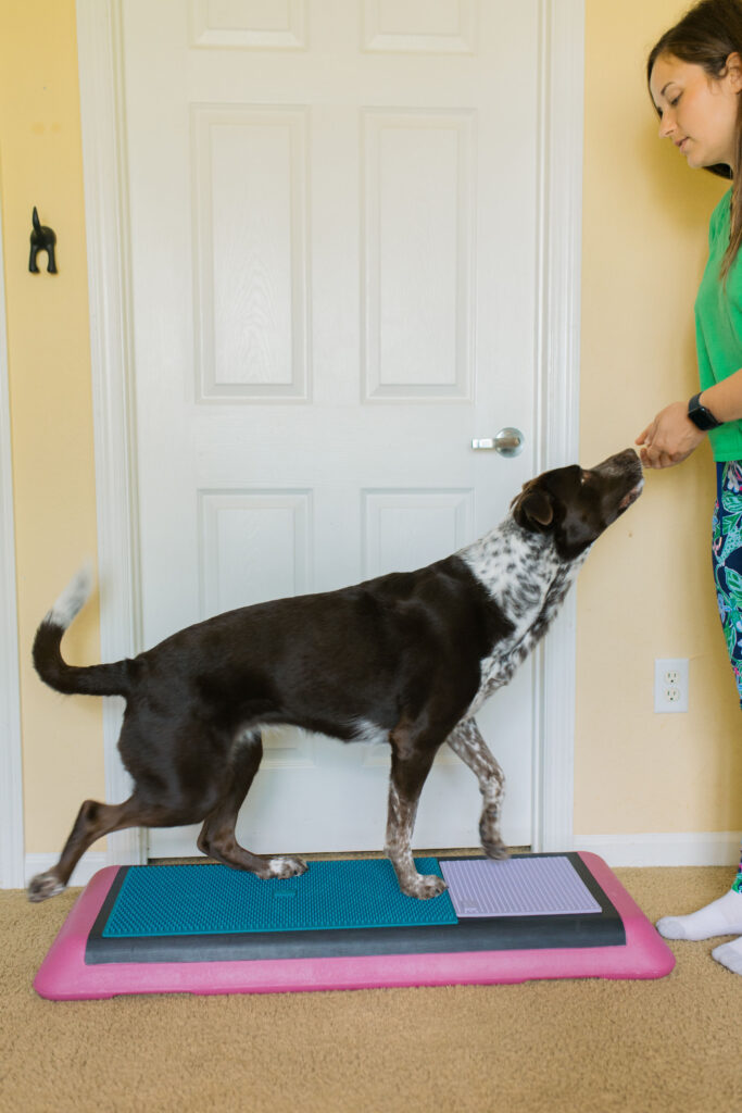Dog fitness exercise tuck sit on aerobic bench step platform and Fitpaws K9 Fitmat and Fitpaws TRAX Targets Sparkles and Sunshine Blog