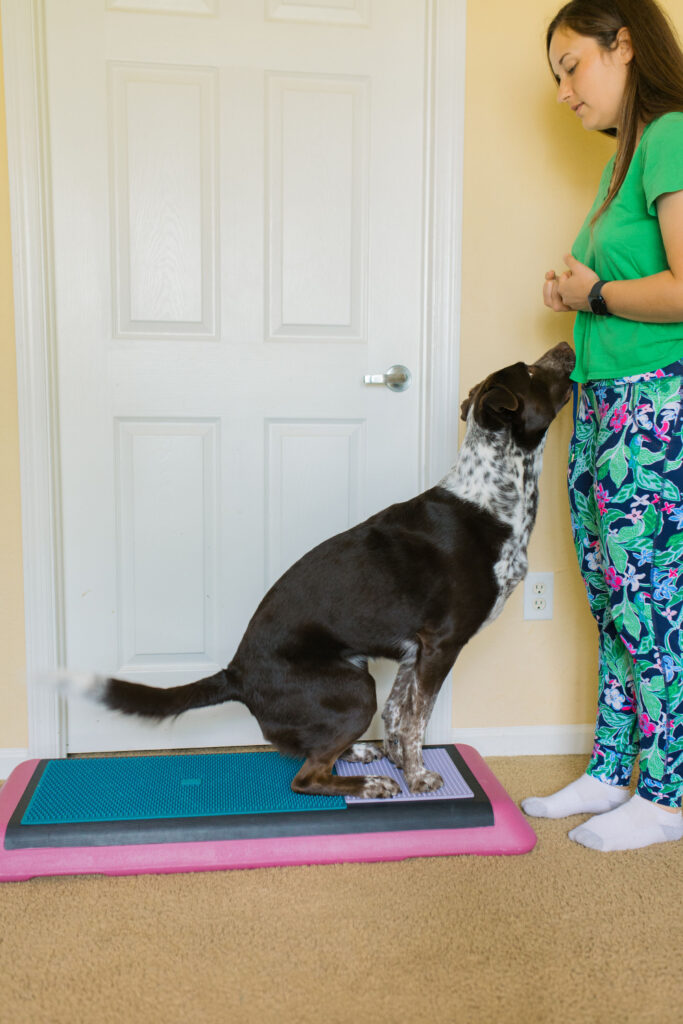 Dog fitness exercise tuck sit on aerobic bench step platform and Fitpaws K9 Fitmat and Fitpaws TRAX Targets Sparkles and Sunshine Blog