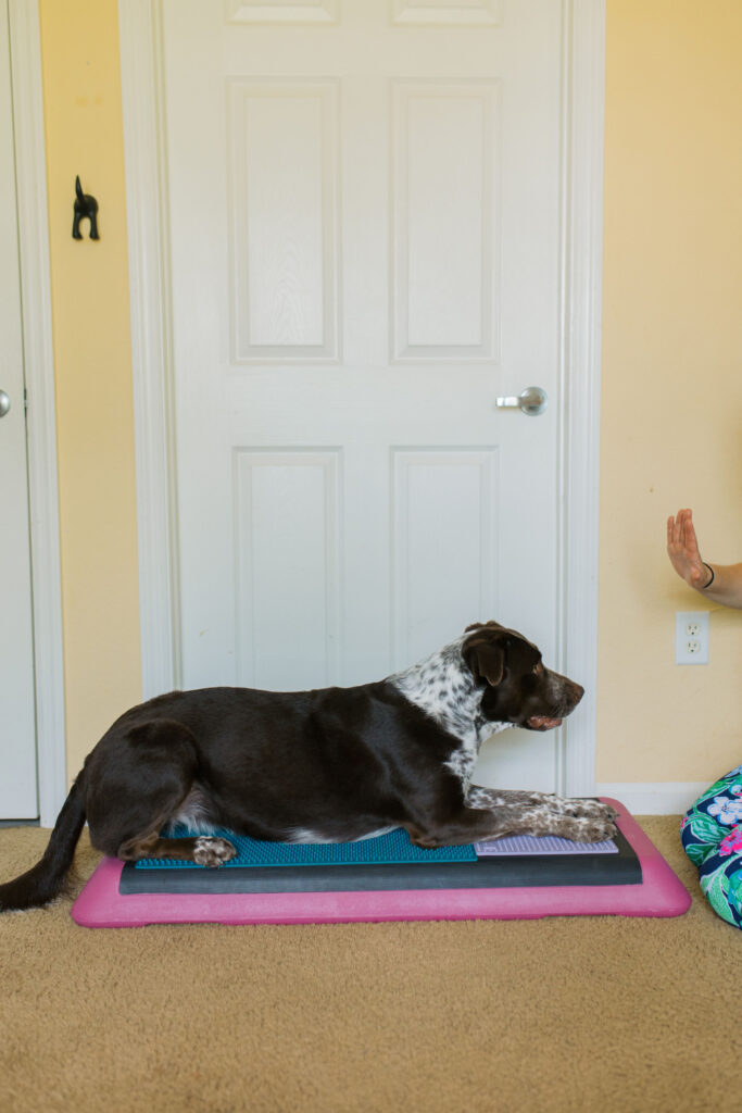 K9 fitness exercise fold down to stand on aerobic bench step platform and Fitpaws K9 Fitmat and Fitpaws TRAX Targets Sparkles and Sunshine Blog