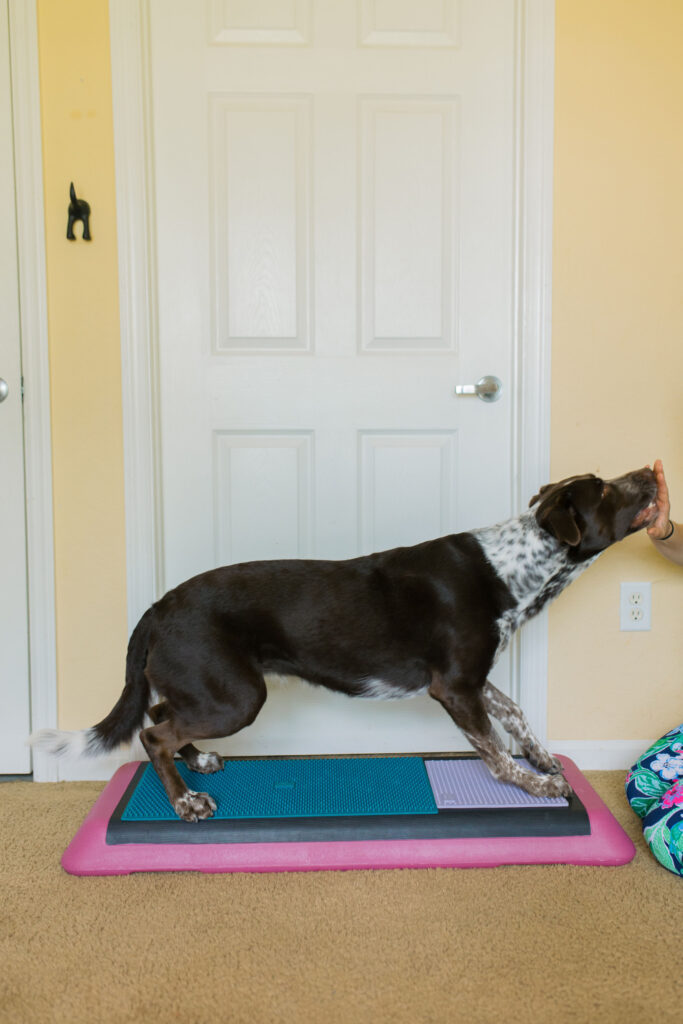K9 fitness exercise fold down to stand on aerobic bench step platform and Fitpaws K9 Fitmat and Fitpaws TRAX Targets Sparkles and Sunshine Blog