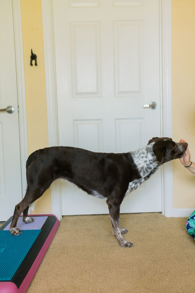 Canine conditioning exercise rear paw targeting on aerobic bench step platform Sparkles and Sunshine Blog