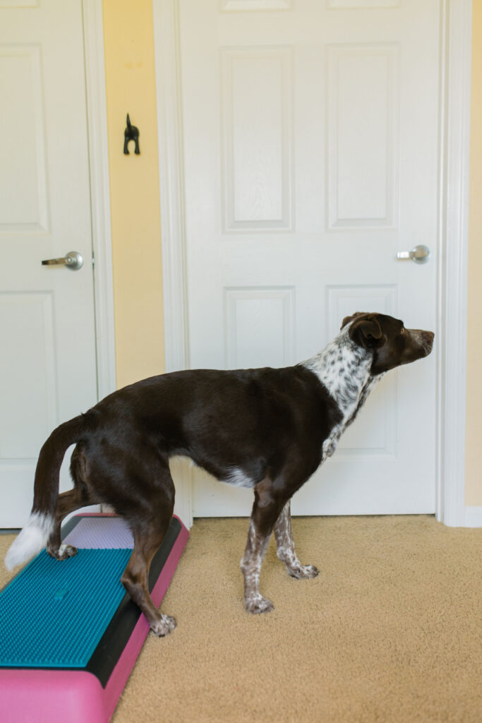 Canine conditioning exercise rear paw targeting on aerobic bench step platform Sparkles and Sunshine Blog
