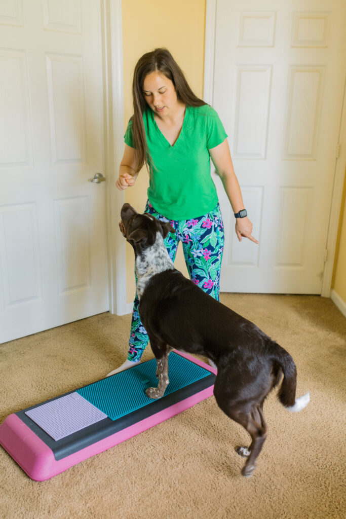 Fit dog doing dog fitness exercise sidestepping on aerobic bench canine fitness equipment and Fitpaws K9 Fitmat and Fitpaws TRAX targets Sparkles and Sunshine Blog