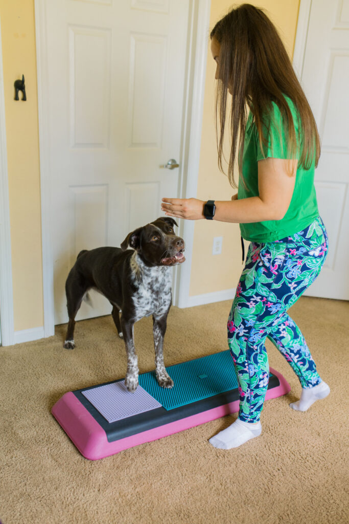 Fit dog doing dog fitness exercise sidestepping on aerobic bench canine fitness equipment and Fitpaws K9 Fitmat and Fitpaws TRAX targets Sparkles and Sunshine Blog