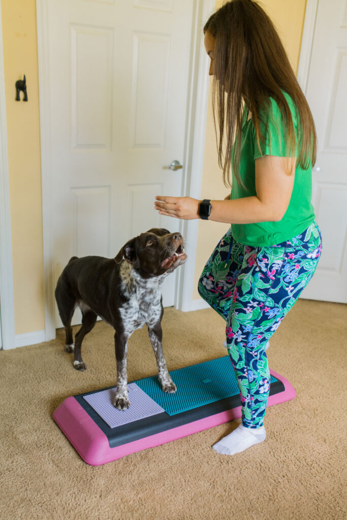 Fit dog doing dog fitness exercise sidestepping on aerobic bench canine fitness equipment and Fitpaws K9 Fitmat and Fitpaws TRAX targets Sparkles and Sunshine Blog